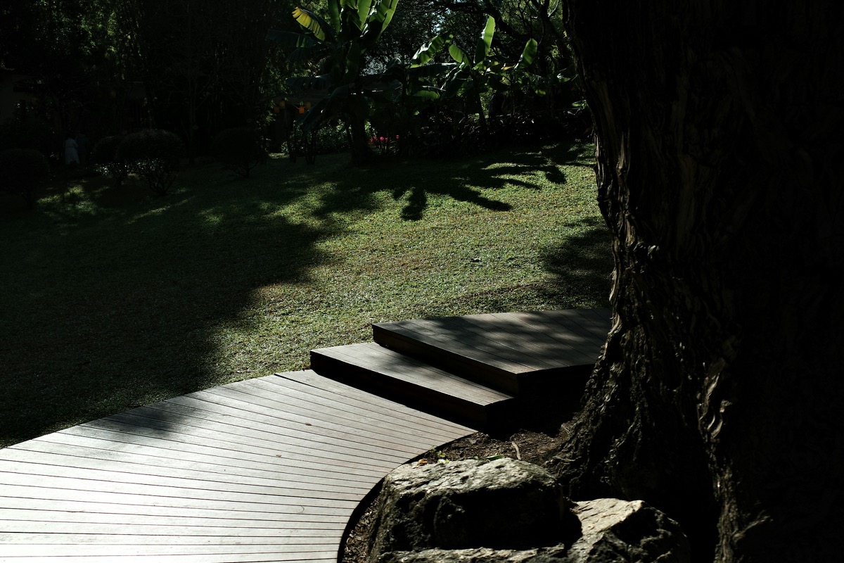 Dark timber deck and steps beside a large tree, opening onto a sunlit lawn