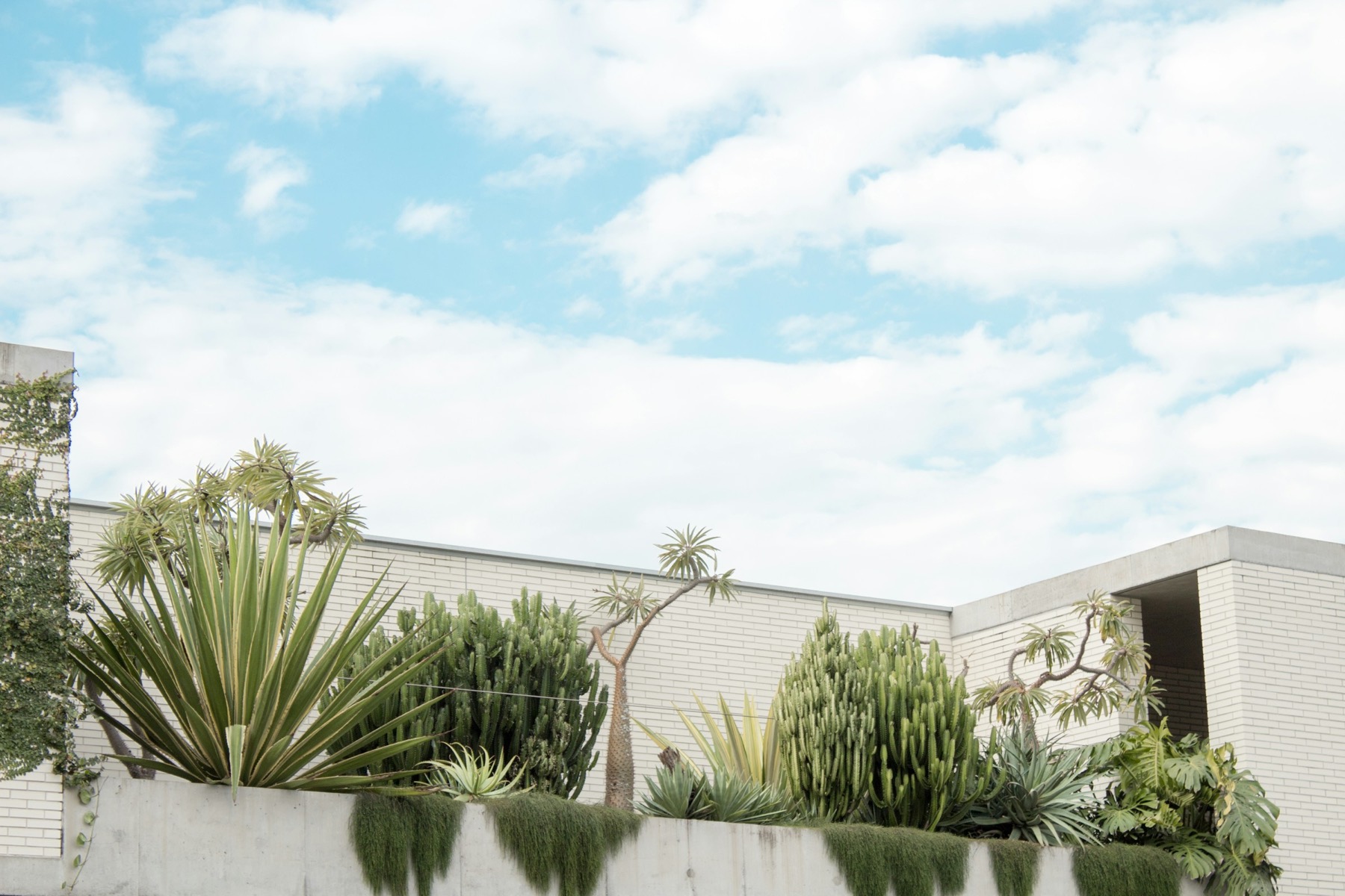 Modern garden of agaves, cacti and succulents against white rendered walls under a blue sky